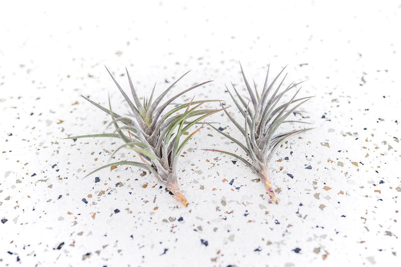 2 Tillandsia Jonesii Air Plants