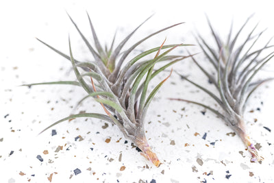 2 Tillandsia Jonesii Air Plants