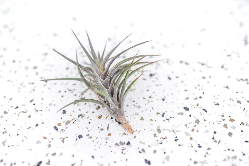 Tillandsia Jonesii Air Plant