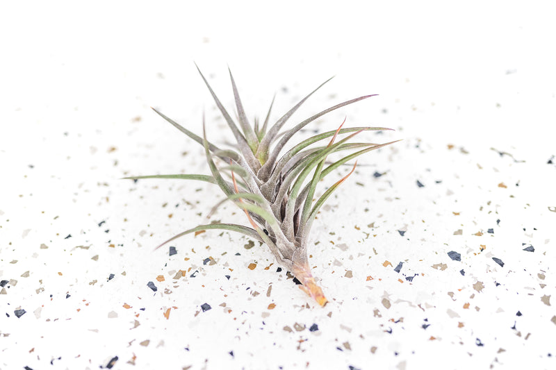 Tillandsia Jonesii Air Plant