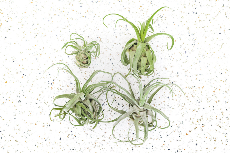 4 Tillandsia Streptophylla Air Plants of Varying Sizes