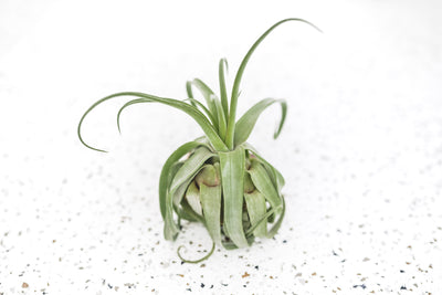 Tillandsia Streptophylla Air Plant 