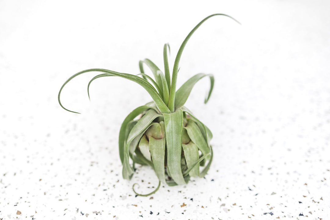 Tillandsia Streptophylla Air Plant