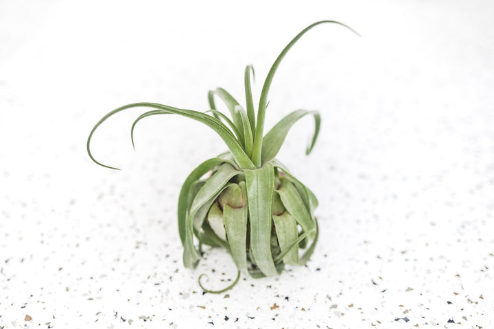 Tillandsia Streptophylla Air Plant