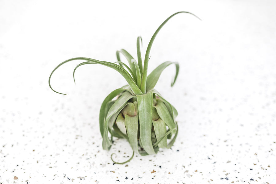 Tillandsia Streptophylla Air Plant