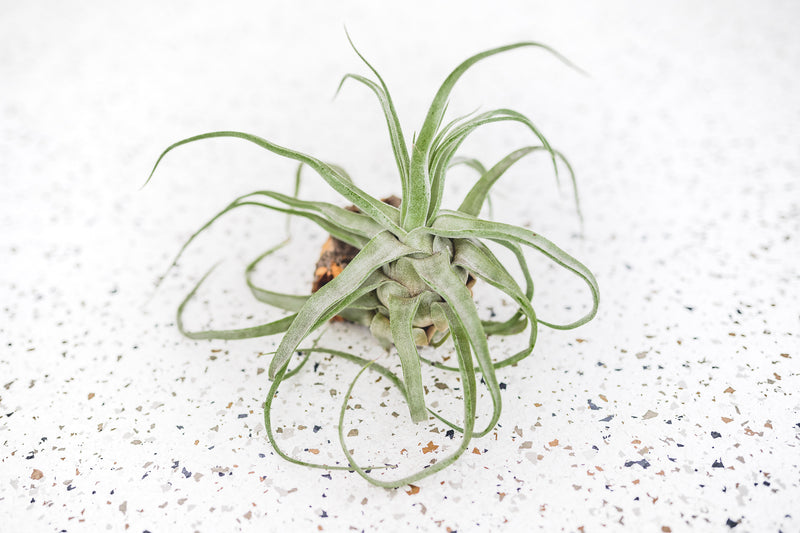 Tillandsia Streptophylla Air Plant