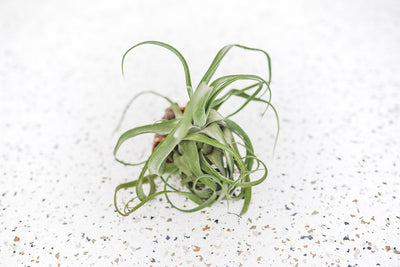 Medium Tillandsia Streptophylla Air Plant