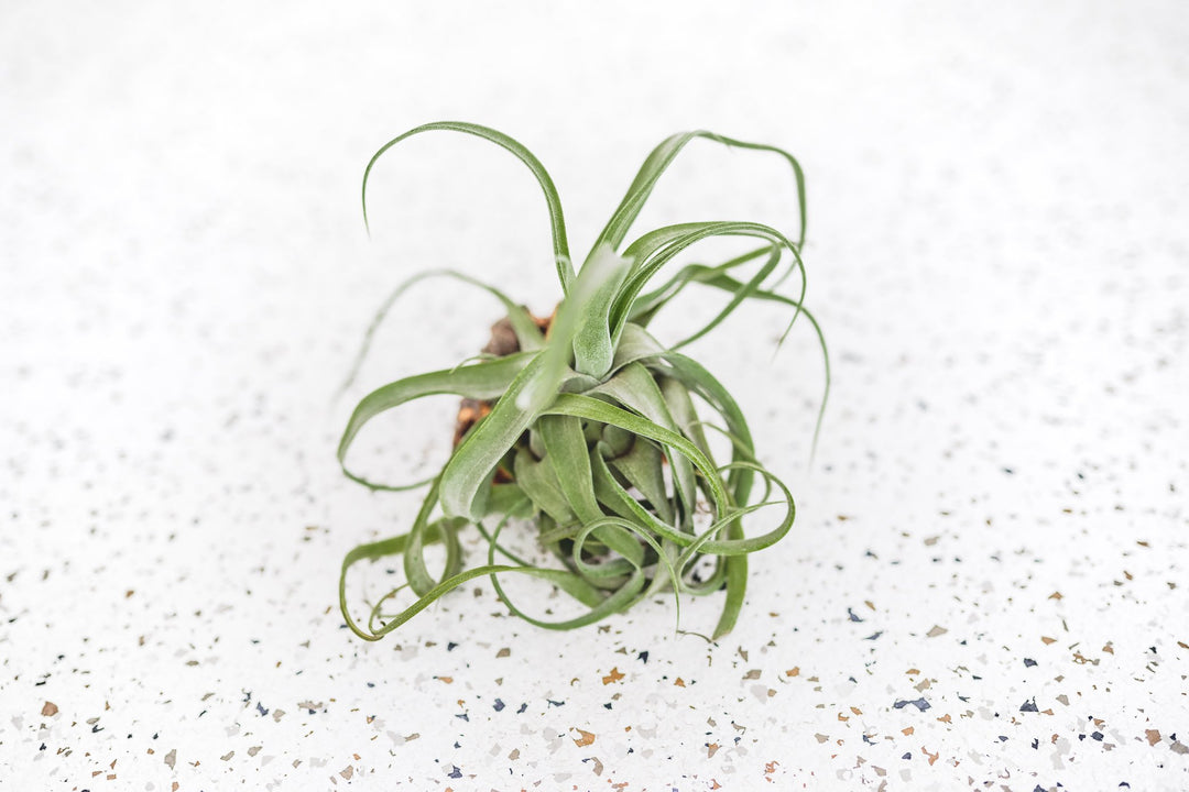 Tillandsia Streptophylla Air Plant