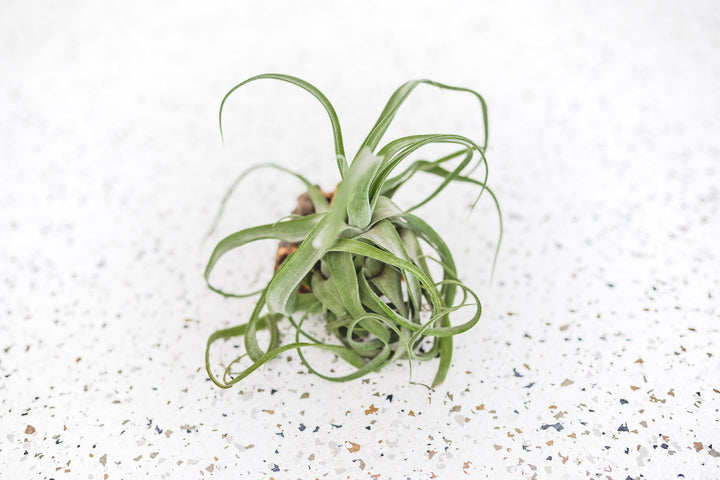 Tillandsia Streptophylla Air Plant