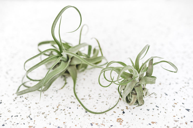 1 Small and 1 Large Tillandsia Streptophylla Air Plants