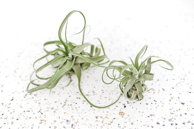 1 Small and 1 Medium Tillandisa Streptophylla Air Plant