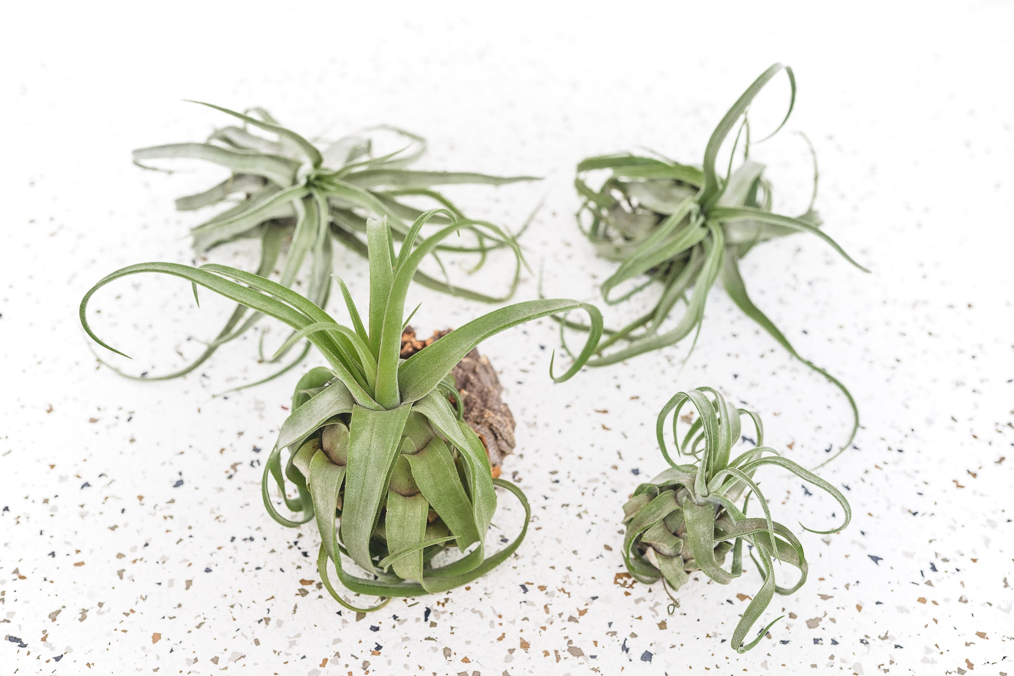 Air Plants - Tillandsia Streptophylla – Air Plant City