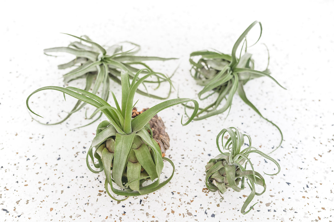 streptophylla air plant Wholesale