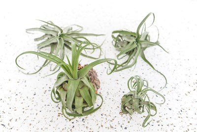 4 Tillandsia Streptophylla Air Plants of Varying Sizes