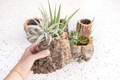 Natural Cork Bark Planters with Assorted Tillandsia Air Plants