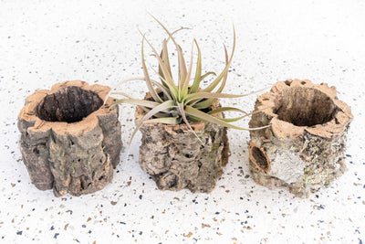 3 Natural Cork Bark Planters one containing a Tillandsia Capitata Peach Air Plant