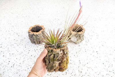 Natural Cork Bark Planter with Blushing Tillandsia Velutina and Blooming Juncea Air Plants