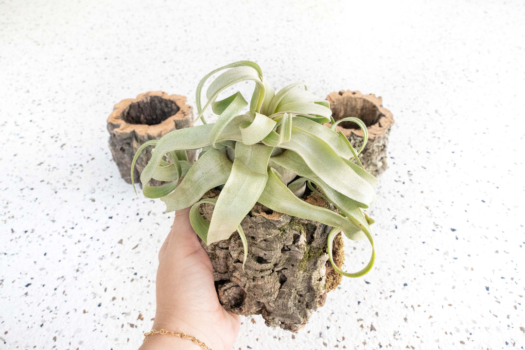 Natural Cork Bark Planter with Tillandsia Streptophylla Air Plant