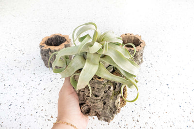 Natural Cork Bark Planter with Tillandsia Streptophylla Air Plant