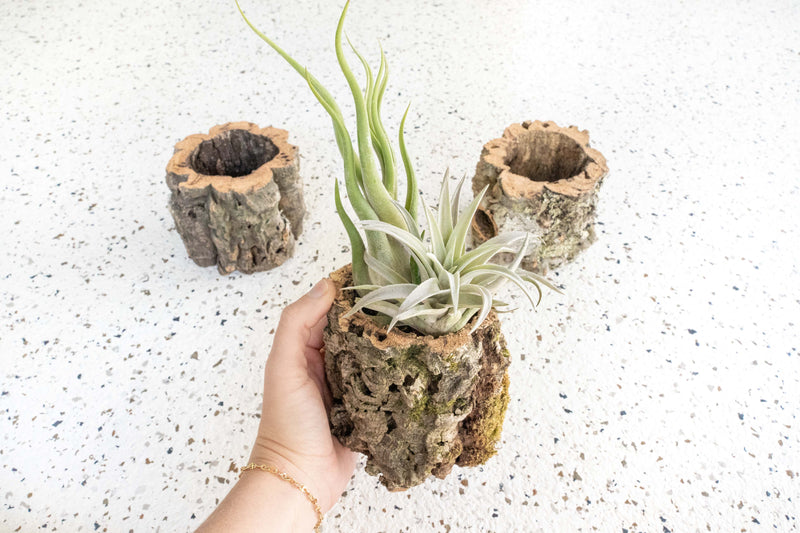 Natural Cork Bark Planter with Tillandsia Caput Medusae and Harrisii Air Plants 