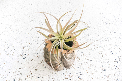 Natural Cork Bark Planter with Tillandsia Capitata Peach Air Plant