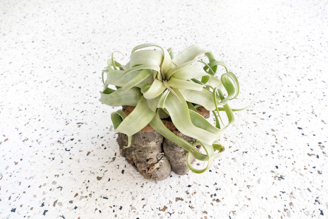 Natural Cork Bark Planter with Tillandsia Streptophylla Air Plant