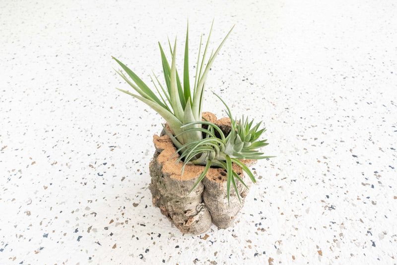 Natural Cork Bark Planter with Tillandsia Fasciculata and Ionantha Vanhyningii