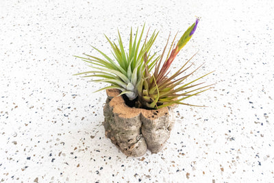 Natural Cork Bark Planter with Tillandsia Velutina and Blooming Melanocrater Air Plants