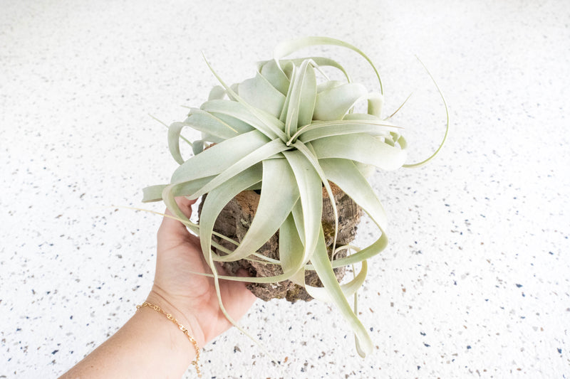 Natural Cork Park Planter with Tillandsia Xerographica Air Plant