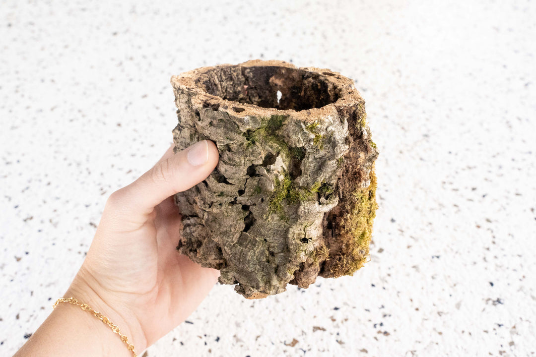 cork air plant holder Wholesale Cork Bark Planter for Tillandsia Air Plants – Air Plant City