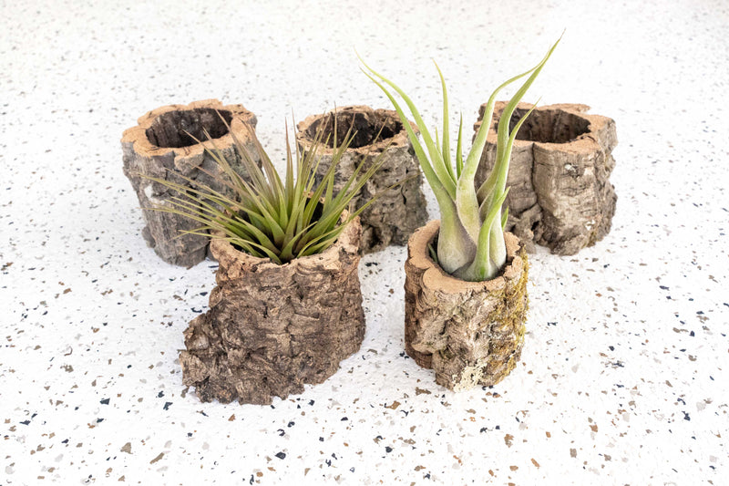 5 Natural Cork Bark Planters, Two containing Assorted Tillandsia Air Plants