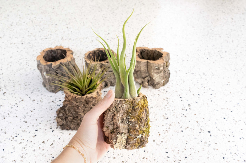 Natural Cork Bark Planters with Assorted Tillandsia Air Plants