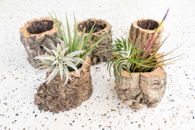 5 Natural Cork Bark Planters, Two containing Assorted Tillandsia Air Plants