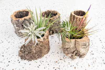 Natural Cork Bark Planters with Assorted Tillandsia Air Plants