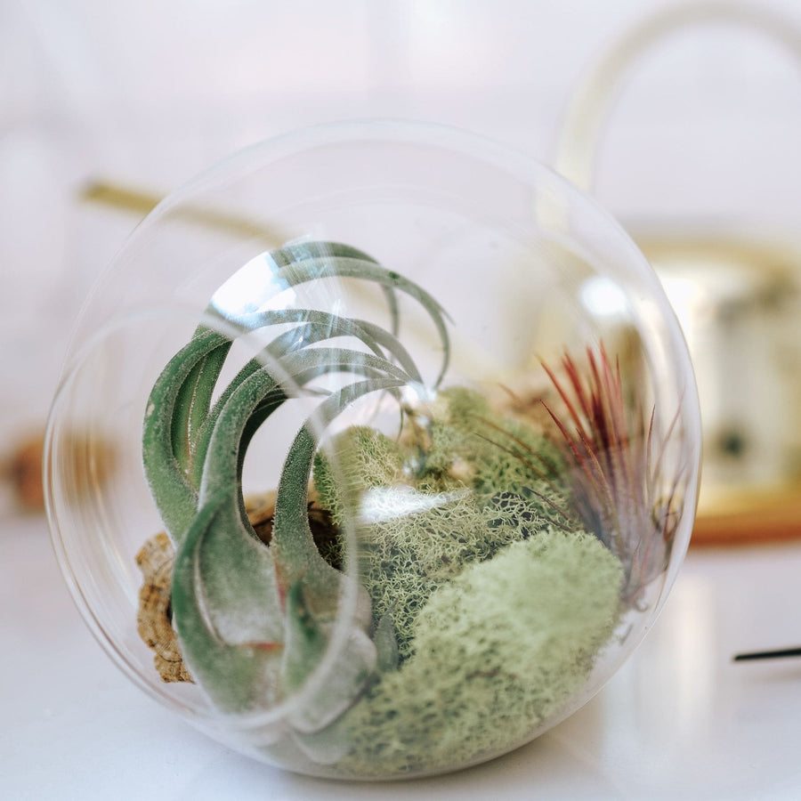 air plant terrarium for sale Packs of 3 or 6 Large Glass Terrarium with 2 Open Ends - Save up to 20%, 3 Pack