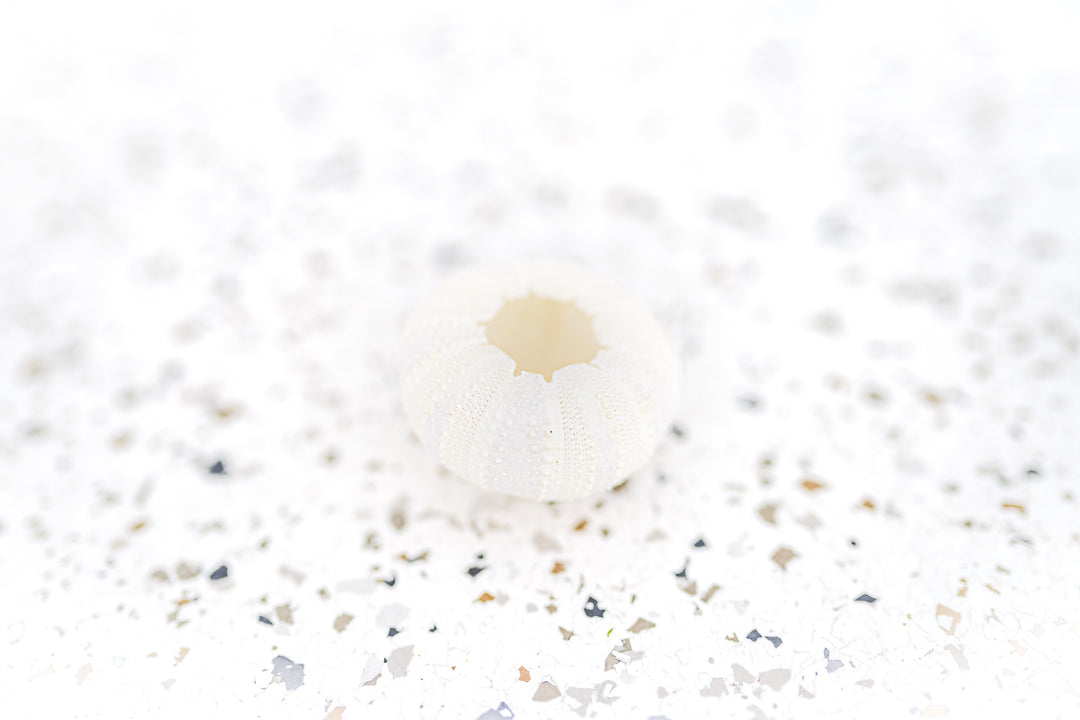 White Sea Urchin