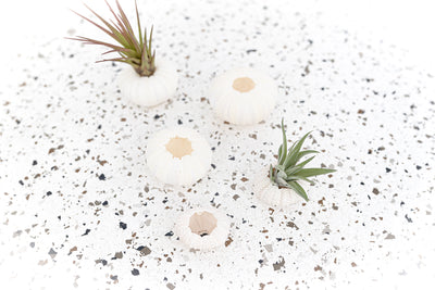 White Sea Urchins of Varying Sizes containing Tillandsia Air Plants