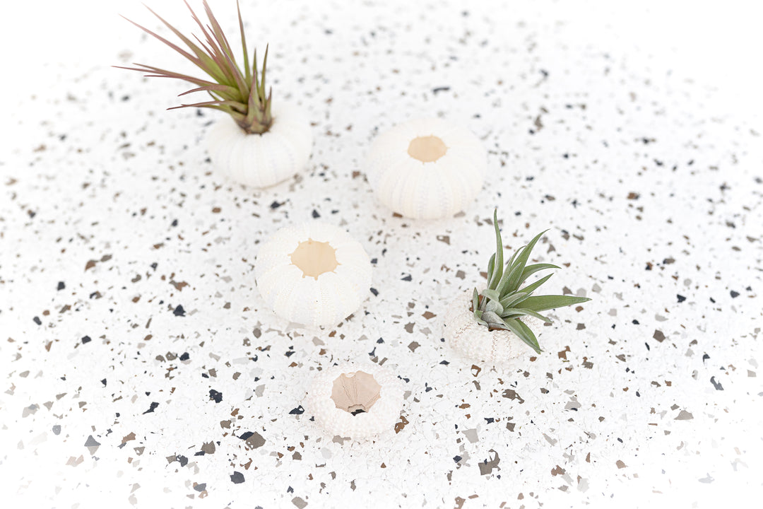 air plants wholesale california Wholesale