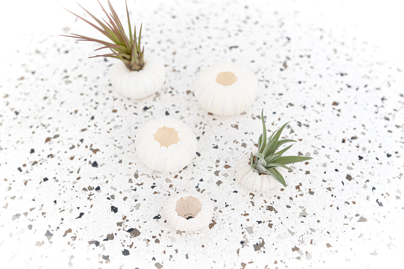 Multiple White Sea Urchins, Some Containing Assorted Tillandsia Air Plants