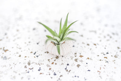 White Sea Urchin with Tillandsia Abdita Brachycaulos