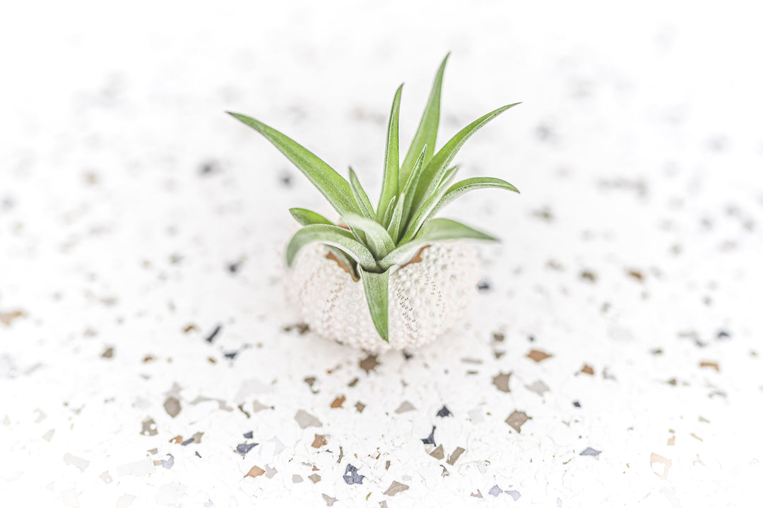 White Sea Urchin with Tillandsia Velutina Air Plant