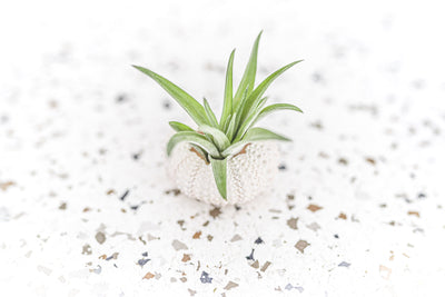 White Sea Urchin with Tillandsia Velutina Air Plant