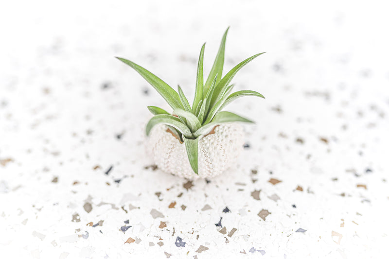 White Sea Urchin with Tillandsia Velutina Air Plant