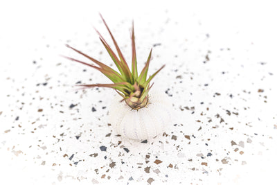 White Urchin with Tillandsia Melanocrater Air Plant