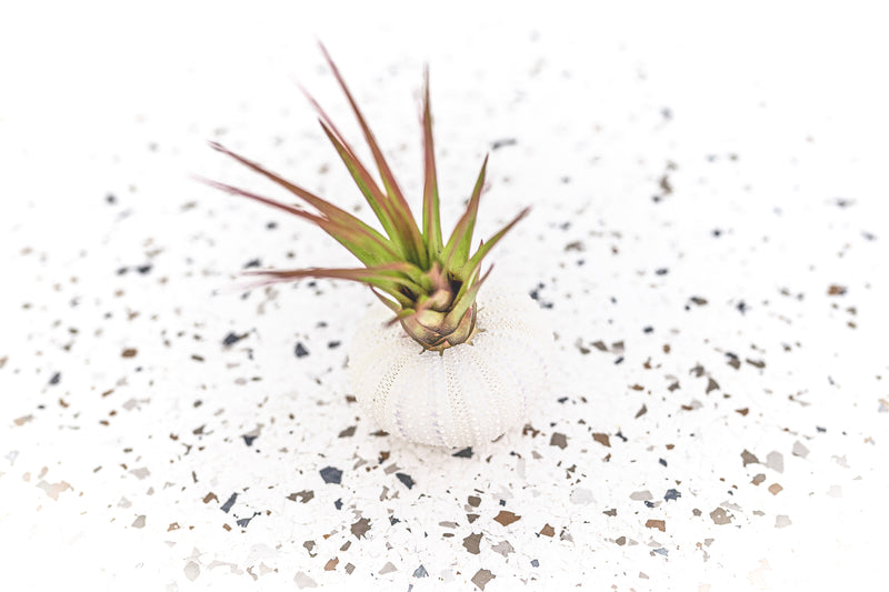 White Sea Urchin containing Blushing Tillandsia Melanocrater Air Plant