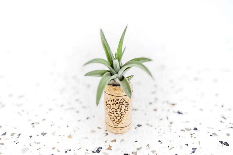 Wine Cork Magnet with Tillandsia Velutina Air Plant