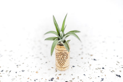 Wholesale - Wine Cork Magnet with Air Plant