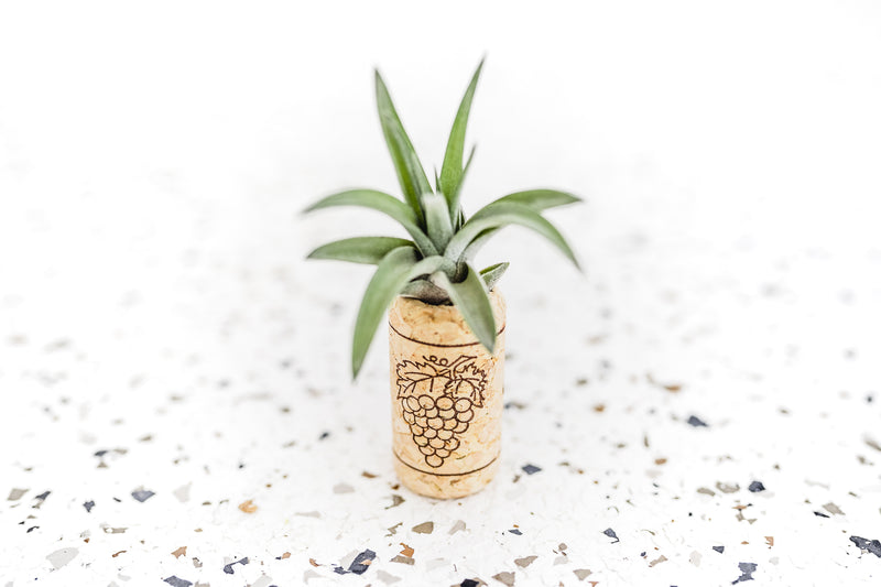 Wine Cork Magnet with Tillandsia Velutina Air Plant