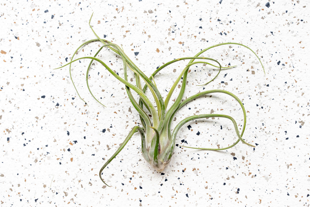 medusa air plant care Tillandsia Caput Medusae Air Plants, Regular