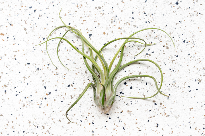 medusa air plant bloom Tillandsia Caput Medusae Air Plants, Regular